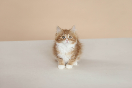 <br />
<b>Notice</b>:  Undefined variable: porodas in <b>/home/u323009/pitomniki.su/www/inc/dec.inc.php</b> on line <b>173</b><br />
 Курильский Бобтейл - фото 4