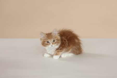 <br />
<b>Notice</b>:  Undefined variable: porodas in <b>/home/u323009/pitomniki.su/www/inc/dec.inc.php</b> on line <b>173</b><br />
 Курильский Бобтейл - фото 5