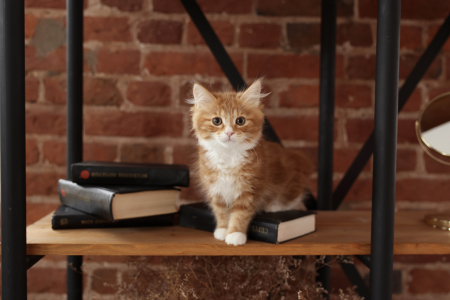 <br />
<b>Notice</b>:  Undefined variable: porodas in <b>/home/u323009/pitomniki.su/www/inc/dec.inc.php</b> on line <b>173</b><br />
 Курильский Бобтейл - фото 6