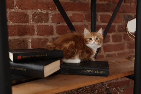 <br />
<b>Notice</b>:  Undefined variable: porodas in <b>/home/u323009/pitomniki.su/www/inc/dec.inc.php</b> on line <b>173</b><br />
 Курильский Бобтейл - фото 7