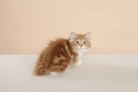 Курильский Бобтейл