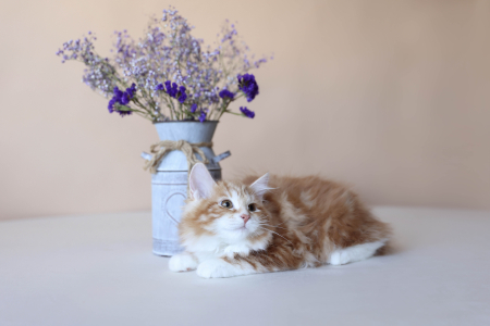 Курильский Бобтейл