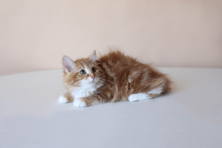 Курильский Бобтейл