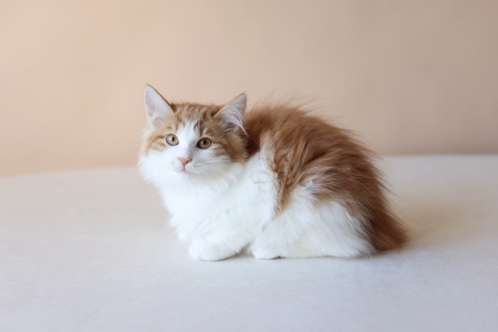 КУрильский Бобтейл