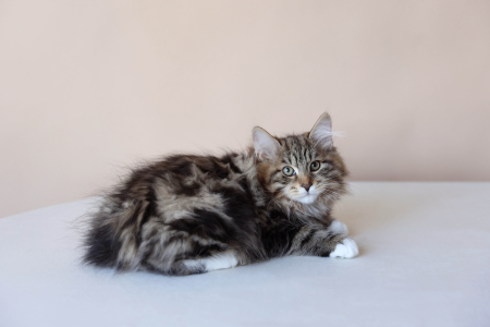 Курильский Бобтейл