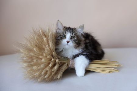 Курильский Бобтейл