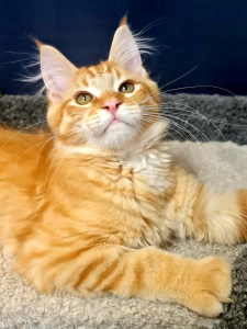 Котята Мейн-кун