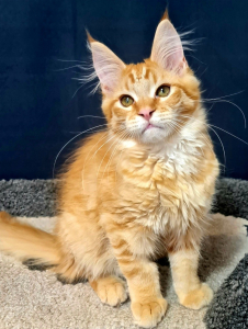 <br />
<b>Notice</b>:  Undefined variable: porodas in <b>/home/u323009/pitomniki.su/www/inc/dec.inc.php</b> on line <b>173</b><br />
 Котята Мейн-кун - фото 2