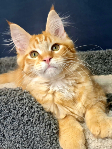 <br />
<b>Notice</b>:  Undefined variable: porodas in <b>/home/u323009/pitomniki.su/www/inc/dec.inc.php</b> on line <b>173</b><br />
 Котята Мейн-кун - фото 3