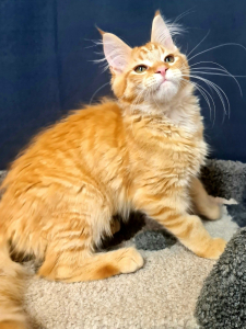 <br />
<b>Notice</b>:  Undefined variable: porodas in <b>/home/u323009/pitomniki.su/www/inc/dec.inc.php</b> on line <b>173</b><br />
 Котята Мейн-кун - фото 4