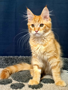 <br />
<b>Notice</b>:  Undefined variable: porodas in <b>/home/u323009/pitomniki.su/www/inc/dec.inc.php</b> on line <b>173</b><br />
 Котята Мейн-кун - фото 5