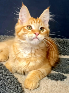 <br />
<b>Notice</b>:  Undefined variable: porodas in <b>/home/u323009/pitomniki.su/www/inc/dec.inc.php</b> on line <b>173</b><br />
 Котята Мейн-кун - фото 6