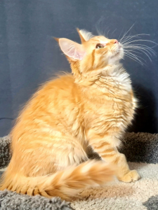 <br />
<b>Notice</b>:  Undefined variable: porodas in <b>/home/u323009/pitomniki.su/www/inc/dec.inc.php</b> on line <b>173</b><br />
 Котята Мейн-кун - фото 7