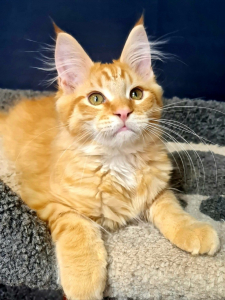 <br />
<b>Notice</b>:  Undefined variable: porodas in <b>/home/u323009/pitomniki.su/www/inc/dec.inc.php</b> on line <b>173</b><br />
 Котята Мейн-кун - фото 8