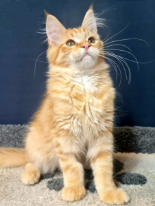 <br />
<b>Notice</b>:  Undefined variable: porodas in <b>/home/u323009/pitomniki.su/www/inc/dec.inc.php</b> on line <b>173</b><br />
 Котята Мейн-кун - фото 9