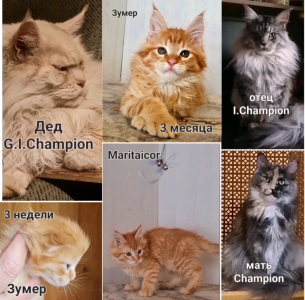 <br />
<b>Notice</b>:  Undefined variable: porodas in <b>/home/u323009/pitomniki.su/www/inc/dec.inc.php</b> on line <b>173</b><br />
 Котята Мейн-кун - фото 10