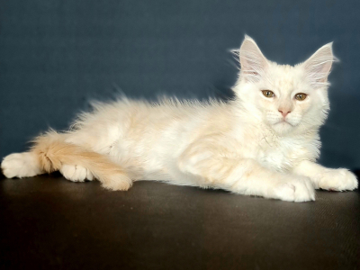 <br />
<b>Notice</b>:  Undefined variable: porodas in <b>/home/u323009/pitomniki.su/www/inc/dec.inc.php</b> on line <b>173</b><br />
 Котята Мейн-кун - фото 3