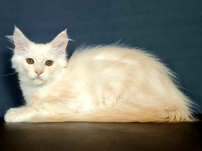 <br />
<b>Notice</b>:  Undefined variable: porodas in <b>/home/u323009/pitomniki.su/www/inc/dec.inc.php</b> on line <b>173</b><br />
 Котята Мейн-кун - фото 5
