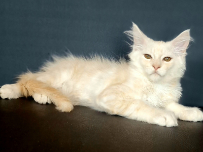 <br />
<b>Notice</b>:  Undefined variable: porodas in <b>/home/u323009/pitomniki.su/www/inc/dec.inc.php</b> on line <b>173</b><br />
 Котята Мейн-кун - фото 6