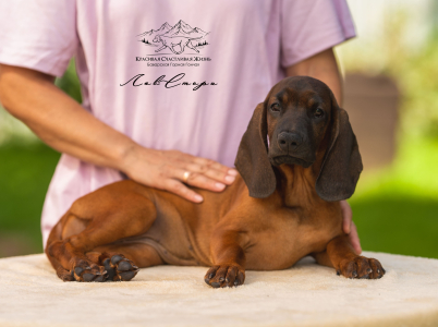 <br />
<b>Notice</b>:  Undefined variable: porodas in <b>/home/u323009/pitomniki.su/www/inc/dec.inc.php</b> on line <b>173</b><br />
 Баварская горная гончая щенки - фото 5