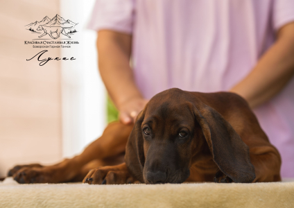 <br />
<b>Notice</b>:  Undefined variable: porodas in <b>/home/u323009/pitomniki.su/www/inc/dec.inc.php</b> on line <b>173</b><br />
 Баварская горная гончая щенки - фото 8