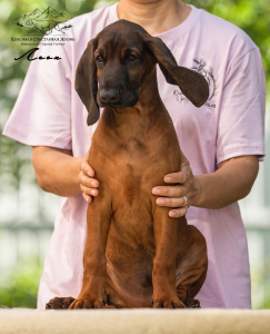 <br />
<b>Notice</b>:  Undefined variable: porodas in <b>/home/u323009/pitomniki.su/www/inc/dec.inc.php</b> on line <b>173</b><br />
 Баварская горная гончая щенки - фото 10