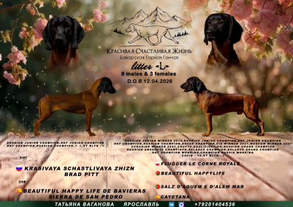 <br />
<b>Notice</b>:  Undefined variable: porodas in <b>/home/u323009/pitomniki.su/www/inc/dec.inc.php</b> on line <b>173</b><br />
 Баварская горная гончая щенки - фото 12