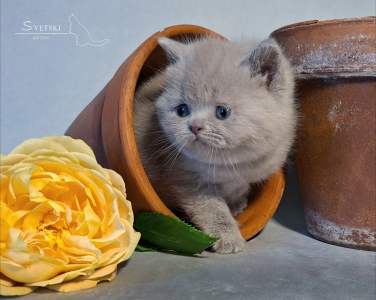 Лиловый Британский котенок
