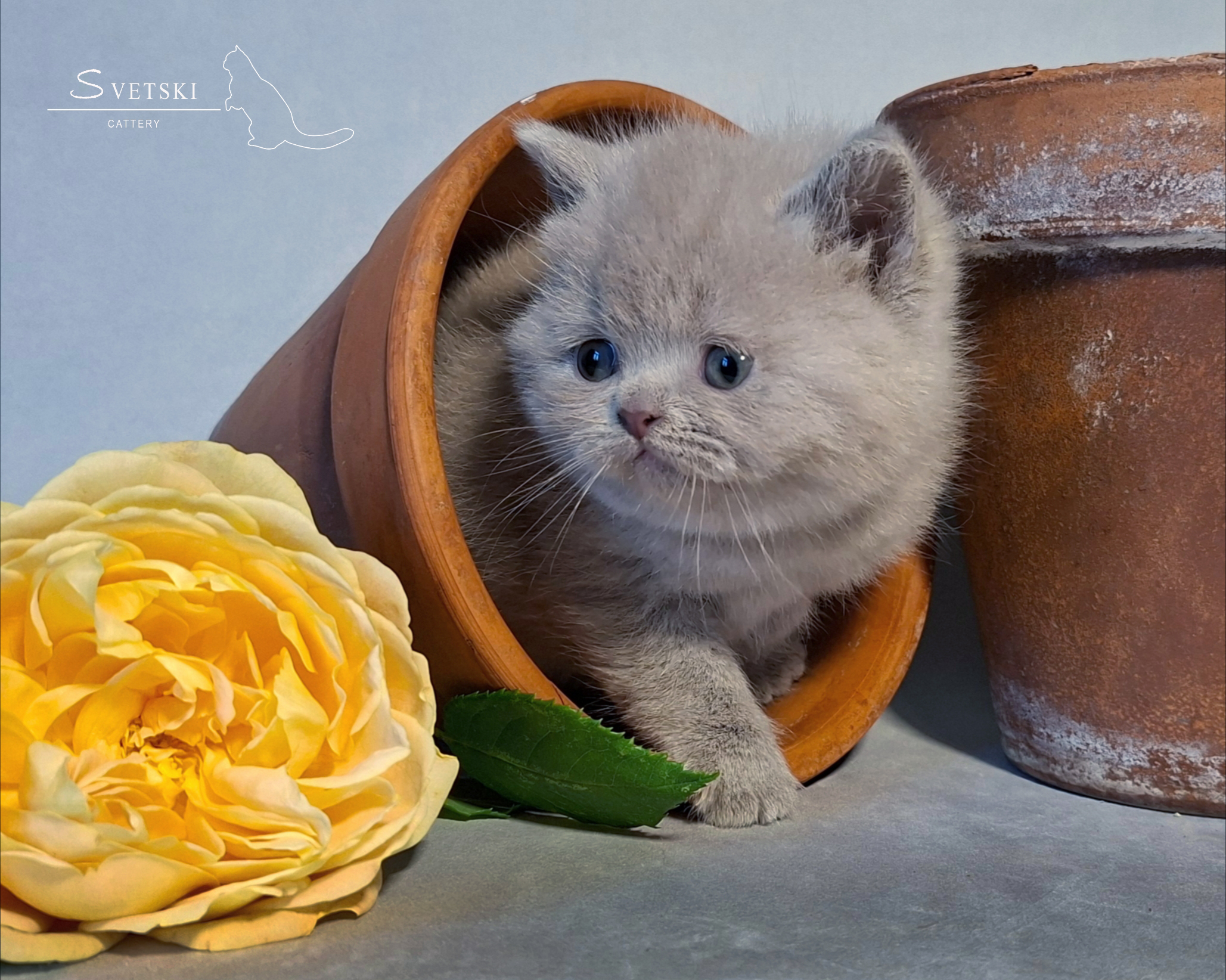 Лиловый Британский котенок — фото 1
