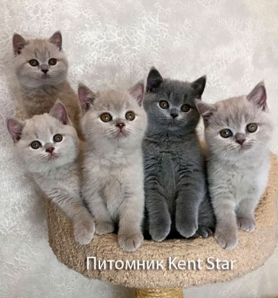 Питомник Kent Star - фото 1