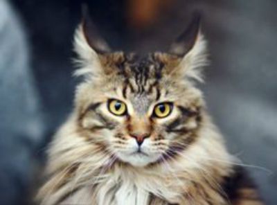 PERFECT HUNTER - питомник мейн-куна, купить котенка у заводчика в Москве, отзывы и контакты питомника