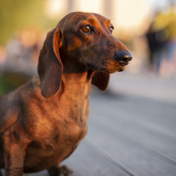 Dachshund Land