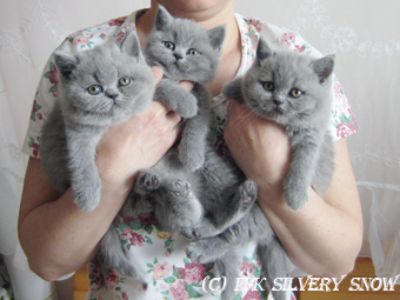 Silvery Snow - питомник британской, купить котенка у заводчика в Москве, отзывы и контакты питомника