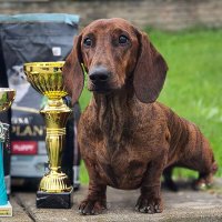 Питомник Dachshund Land - фото 2
